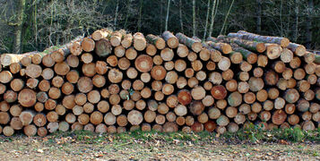 A,Image,Of,A,Log,Pile,In,The,Forest,Where