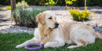Golden,Retriever,Dog,Resting,On,Vibrant,Green,Lawn,Holding,A